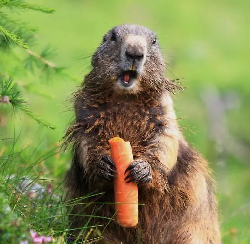 Brandstaetterhof שלאדמינג